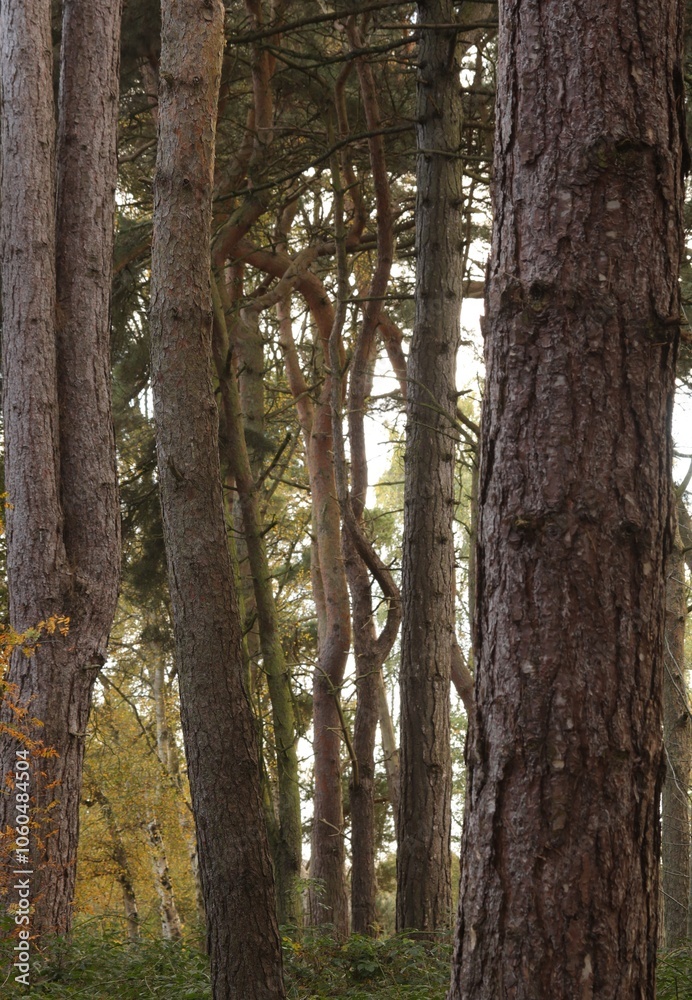 Fototapeta premium Twisted tree between the pines