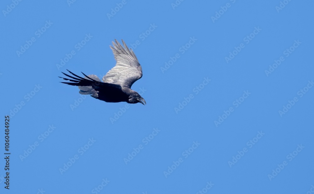 Obraz premium Raven - Corvus corax, Crete, Greece