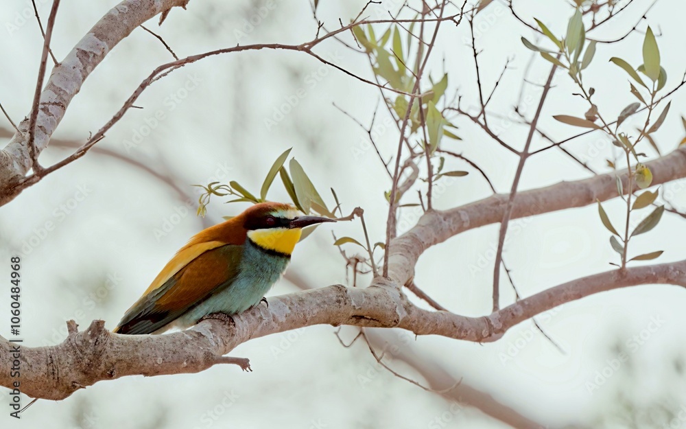 Fototapeta premium European bee-eater (Merops apiaster), Greece