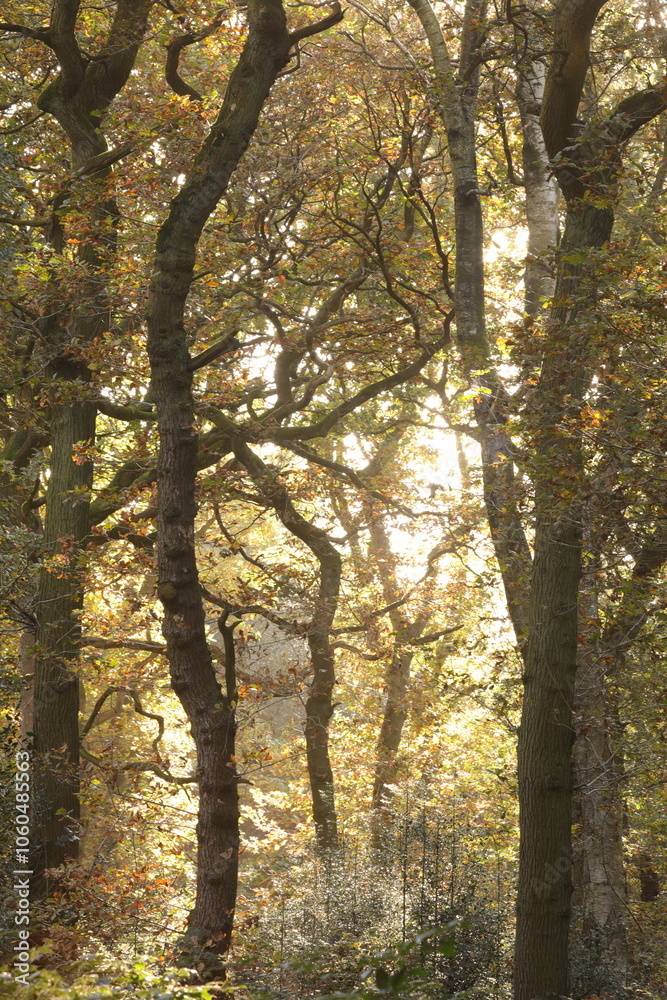 Fototapeta premium Autumn in ancient woodland 