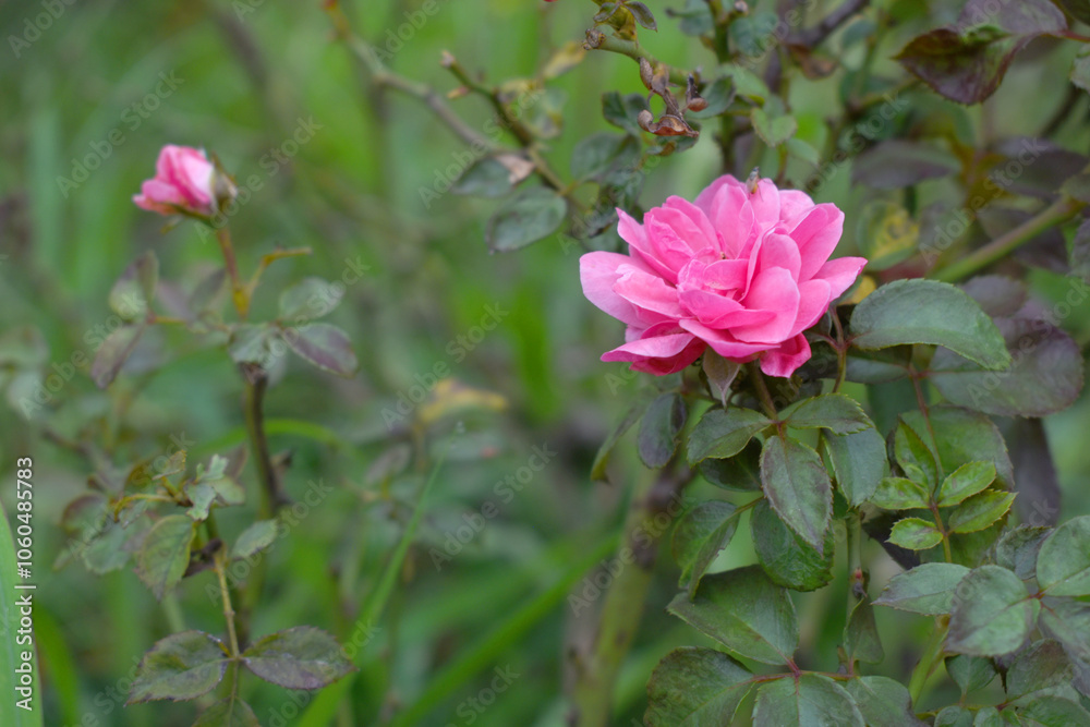 Beautiful pink rose flower closeup in garden, A very beautiful rose flower bloomed on the rose tree, Rose flower, bloom flowers, Natural spring flower, Nature Beautiful pink rose flower closeup in garden, A very beautiful rose flower bloomed on the rose tree, Rose flower, bloom flowers, Natural spring flower, Nature