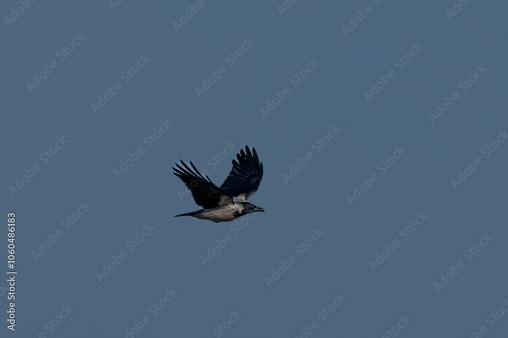 Fototapeta premium Wrona siwa (Corvus cornix, Hooded crow)