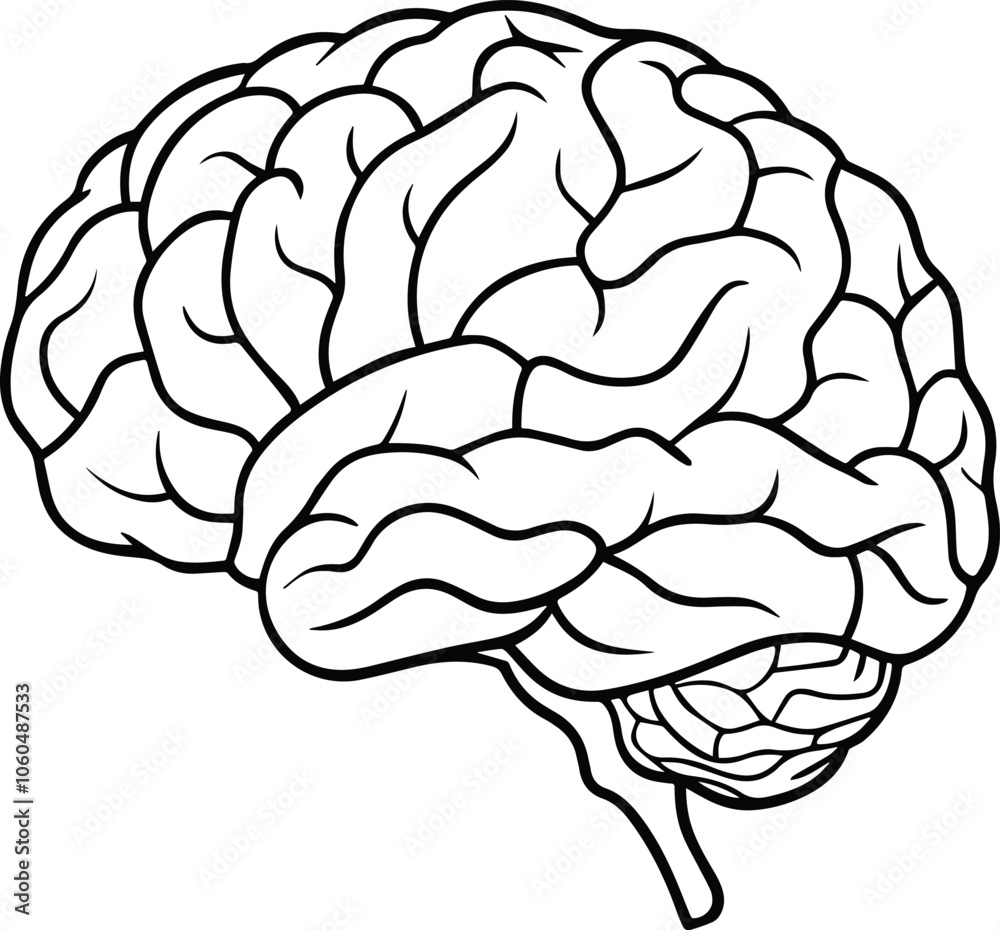 Human brain anatomy outline vector illustration Human brain anatomy outline vector illustration