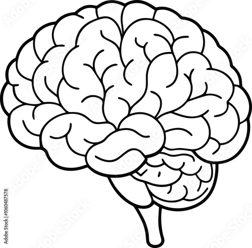 Human brain anatomy outline vector illustration