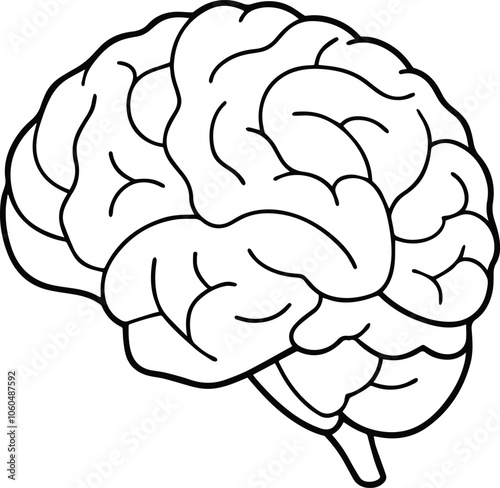Human brain anatomy outline vector illustration