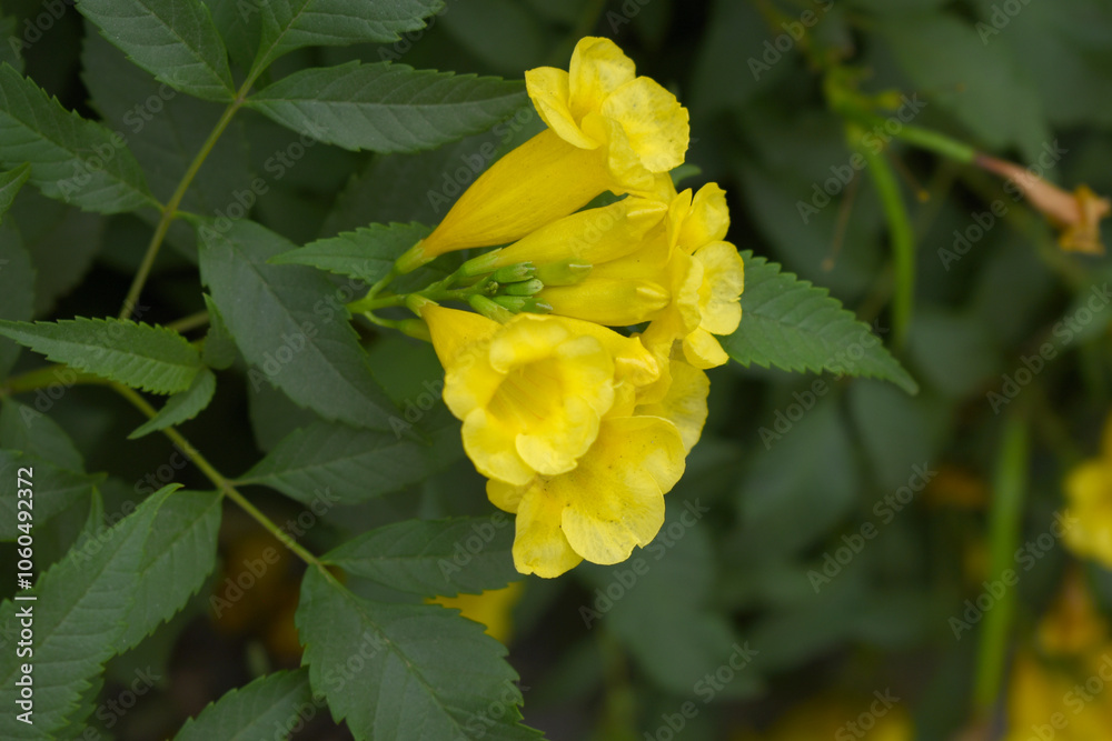 Yellow trumpetbush (Tecoma stans) Called Yellow bell or Yellow Elder Flower, trumpet flower, Beautiful bunch of yellow flowers closeup with green leaves Background, tecoma stans Yellow trumpetbush (Tecoma stans) Called Yellow bell or Yellow Elder Flower, trumpet flower, Beautiful bunch of yellow flowers closeup with green leaves Background, tecoma stans