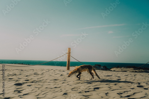 Chudy lis na plaży przy morzu photo