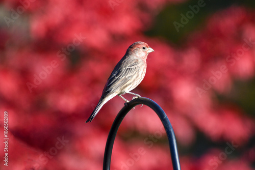 Close up of a red headed sparrow perched side view on a bird feeder pole isolated on a red foliage background photo