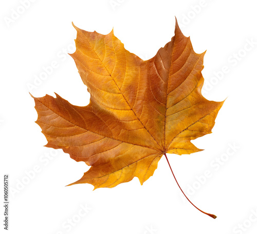Wallpaper Mural autumn maple leaf isolated on transparent background Torontodigital.ca