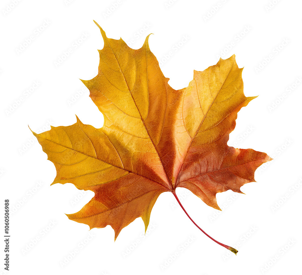 autumn maple leaf isolated on transparent background autumn maple leaf isolated on transparent background