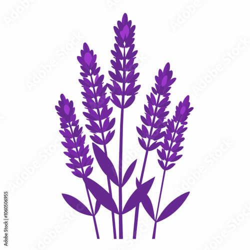 lavender flowers isolated on white