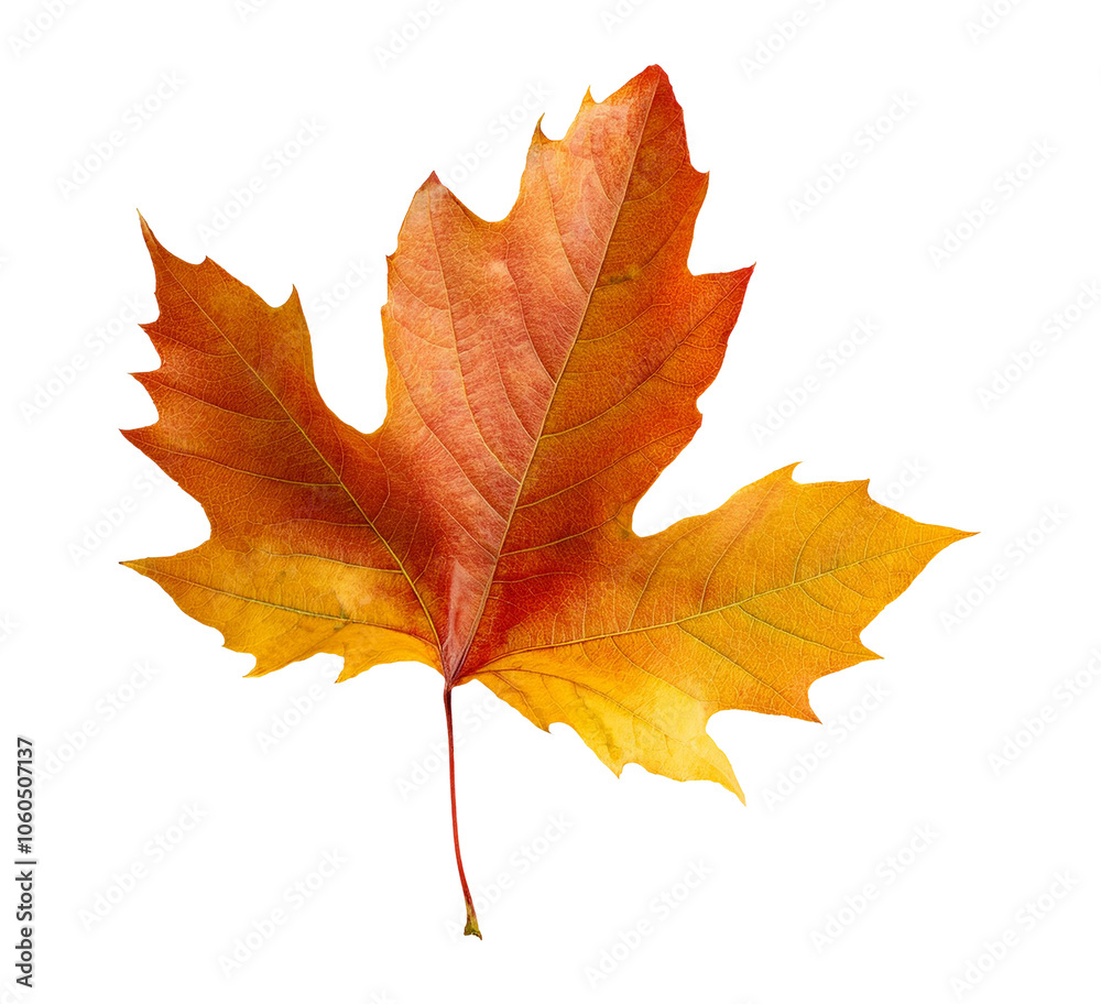 autumn maple leaf isolated on transparent background autumn maple leaf isolated on transparent background