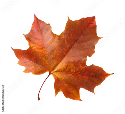 autumn maple leaf isolated on transparent background