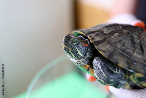 People care for and play with a pet red-eared turtle. photo