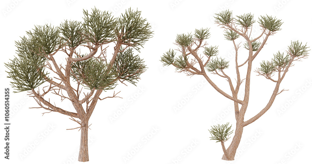 Intricate details of two unique trees showcasing nature's artistry against a dark backdrop in a serene setting Intricate details of two unique trees showcasing nature's artistry against a dark backdrop in a serene setting