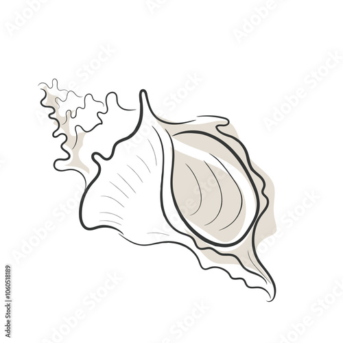 Hand drawn line art vector of Sea shells. Crustacean doodle