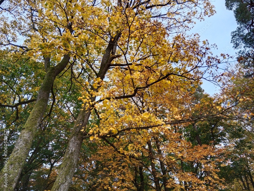 Experience the Magic of Autumn Forest Walks – Crisp Air, Golden Leaves & Serenity Experience the Magic of Autumn Forest Walks – Crisp Air, Golden Leaves & Serenity