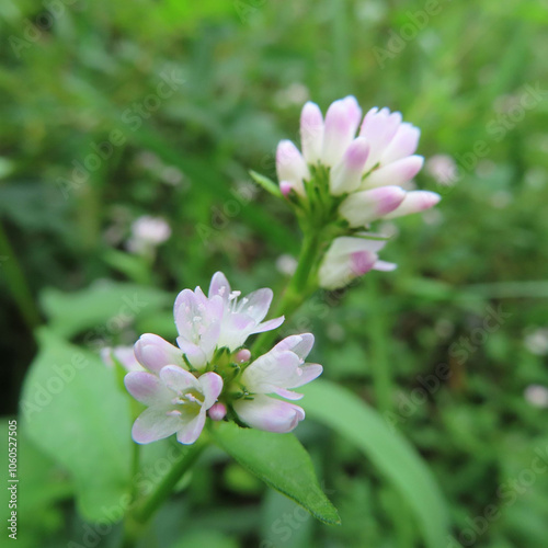 日本で秋にミゾソバがピンク色の花を咲かせています