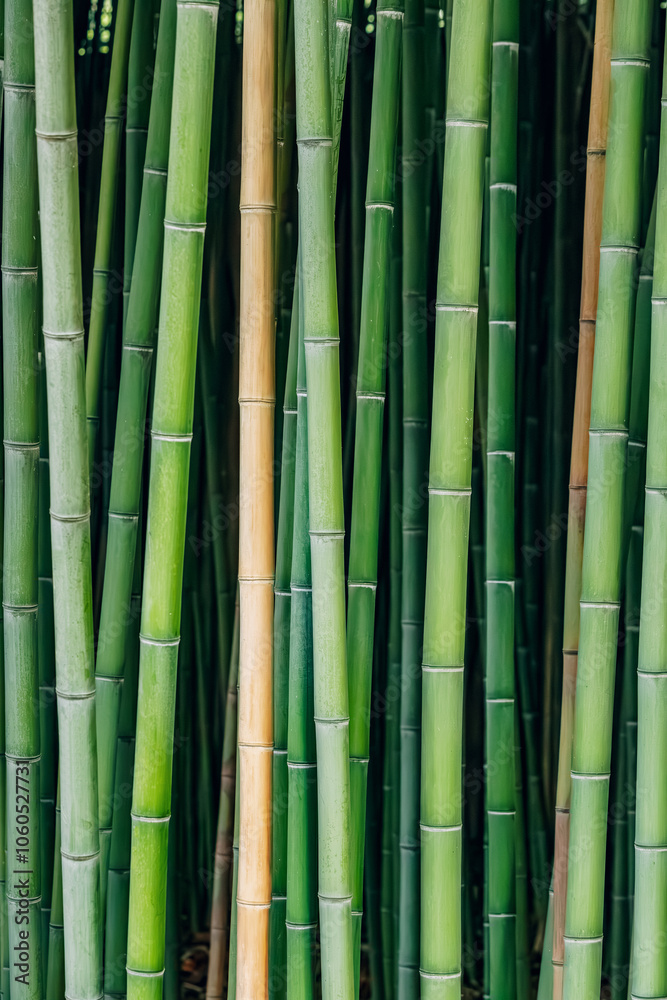 A dense bamboo forest with elegant stalks and lush foliage, offering a tranquil outdoor escape in a serene botanical park A dense bamboo forest with elegant stalks and lush foliage, offering a tranquil outdoor escape in a serene botanical park