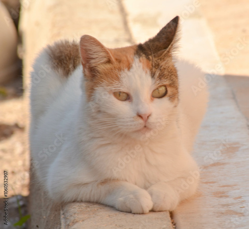 Street Cat Relaxing on Pavement in City