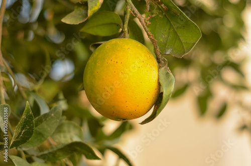 Tablou pe pânză Lush yellow Orchard with Vibrant Ripe Oranges