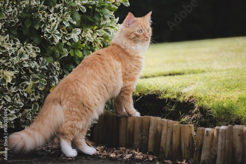 A fluffy ginger cat stands on alert in the backyard, exploring the garden with a watchful gaze and playful curiosity.