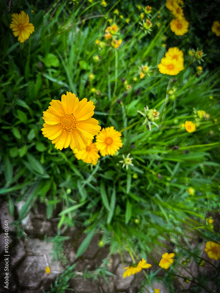 A vibrant close-up of Coreopsis flowers in full bloom, showcasing bright yellow petals against lush green foliage. A vibrant close-up of Coreopsis flowers in full bloom, showcasing bright yellow petals against lush green foliage.