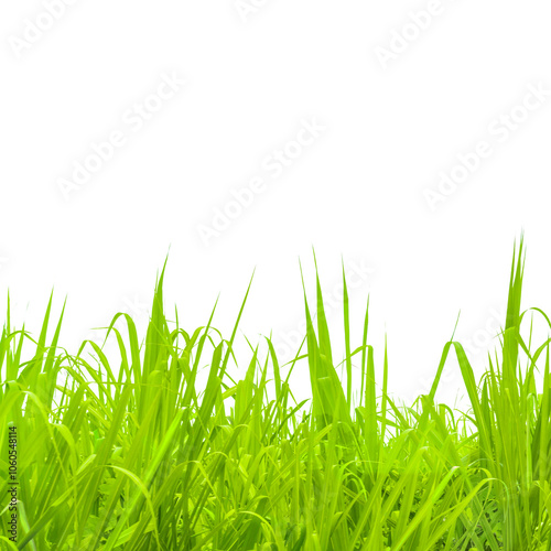 green grass on transparent background or PNG