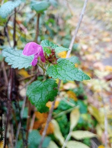 flower and leaves of purple deadnettle photo