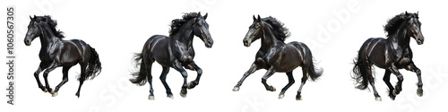 Collection of black horse set race poses isolated on transparent background cutout png