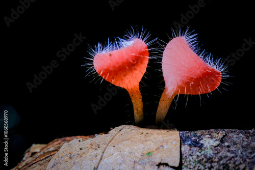 Cookeina Tricholoma also known by its common name bristly tropical cup photo