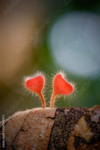 Cookeina Tricholoma also known by its common name bristly tropical cup photo