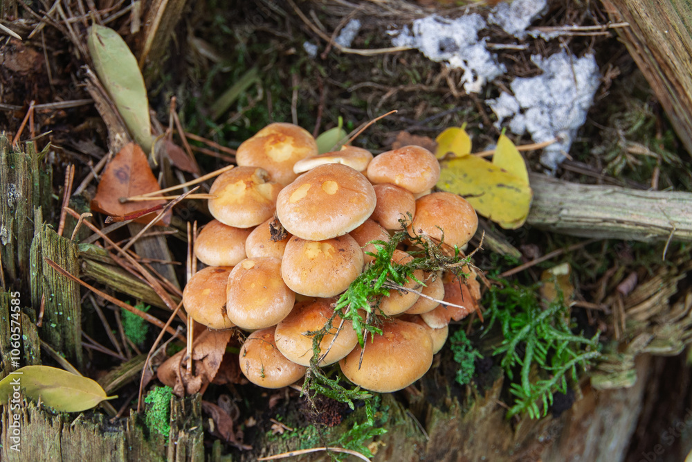 fungal infestation on a tree trunk fungal infestation on a tree trunk