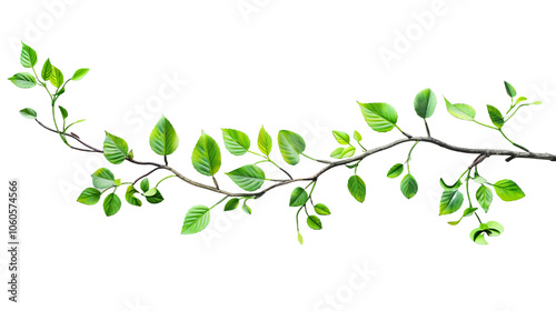 Wallpaper Mural A branch with new, vibrant green leaves against a black background. Torontodigital.ca