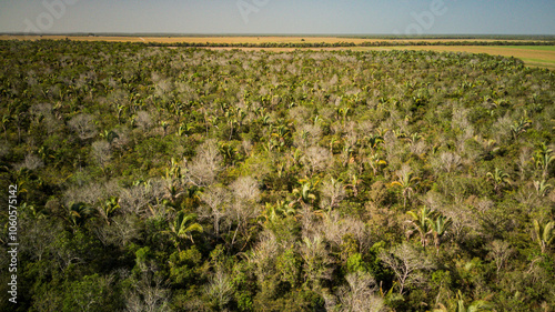 Vista Aerea de Vegetacao Nativa Mata de Cocais na Transicao entre Amazonia e Cerrado Brasil photo