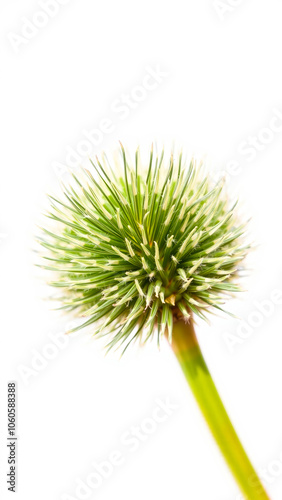 close- a green plant with sharp leaves