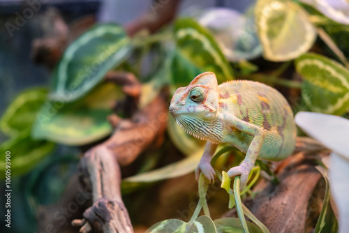 Fotografia Portrait of a green chameleon on a branch of a tropical plant