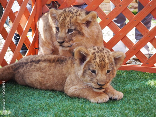 2024年3月21日生まれの赤ちゃんライオン photo