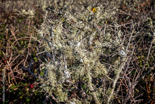 Mass of lichen growing on shrub near the coast on the Lizard Peninsula, Cornwall, UK