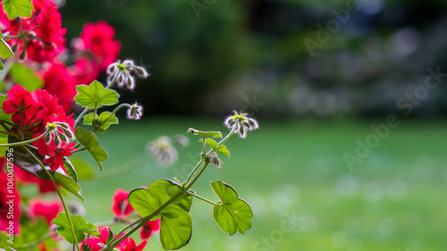 Flor en Jardín