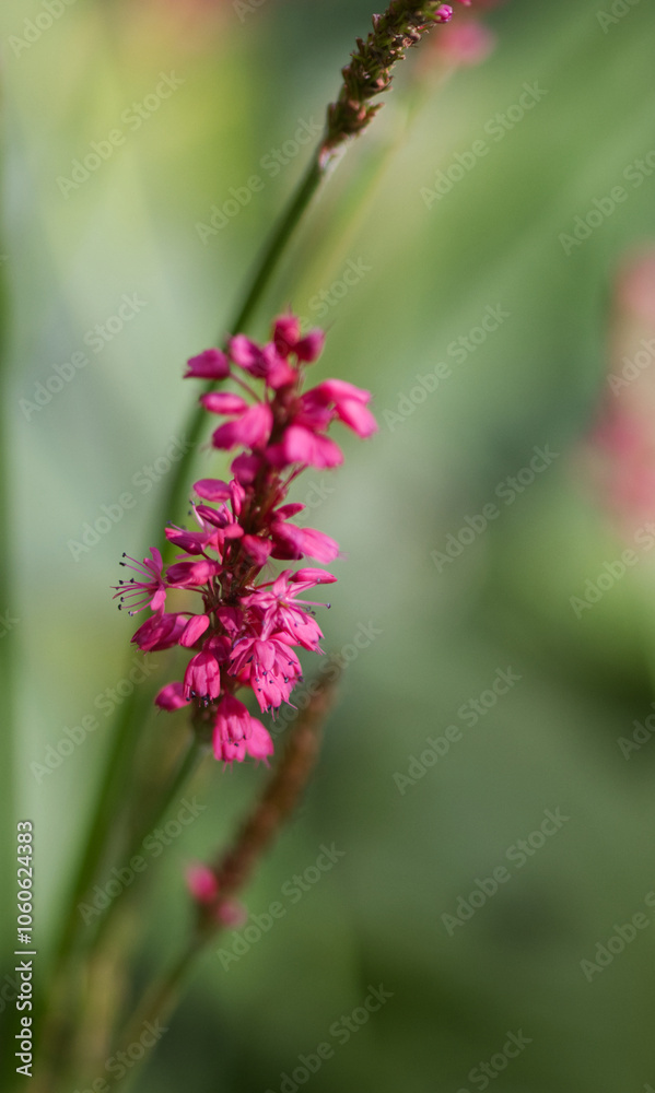 bright purple loosestrife, green in the background, pink flowers and buds, pink and purple colors, flowering stalks of purple loosestrife bright purple loosestrife, green in the background, pink flowers and buds, pink and purple colors, flowering stalks of purple loosestrife