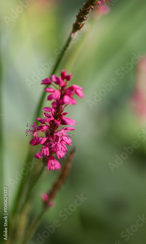 bright purple loosestrife, green in the background, pink flowers and buds, pink and purple colors, flowering stalks of purple loosestrife photo