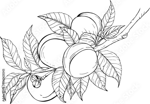 vector hand drawn illustration of peaches with leaves on a branch for coloring pages and other things Vector Sketch Peach decorative set. Hand Drawn Botanical Illustrations. Black and white with line