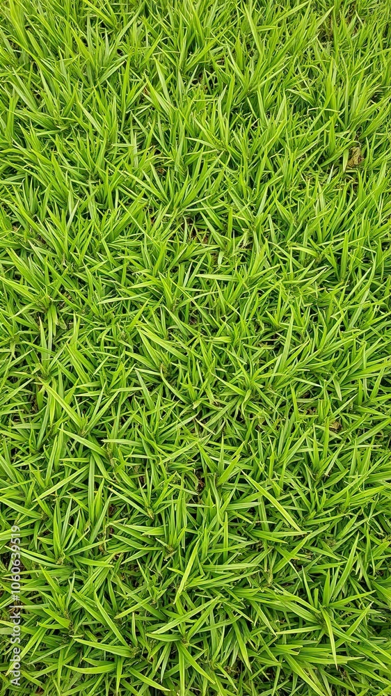 Vibrant green grass texture background perfect for nature or outdoor themed designs, lush, meadow Vibrant green grass texture background perfect for nature or outdoor themed designs, lush, meadow