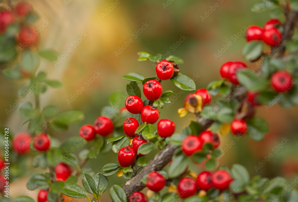 Obraz premium bright red berries in the forest, many red berries on the bush, red fruits in autumn, autumn atmosphere in the forest, cotoneaster berries