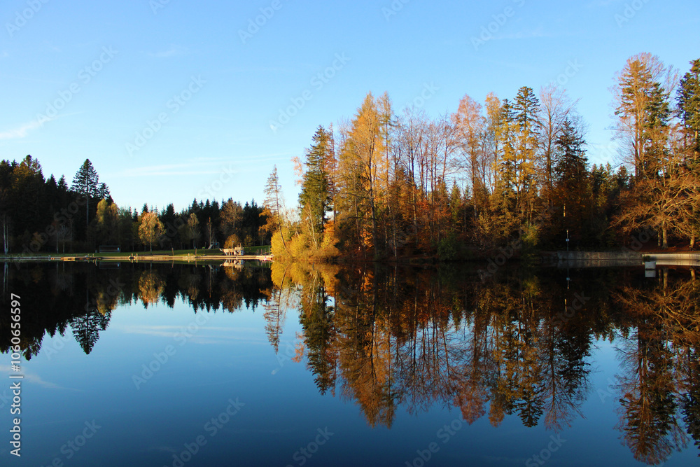 Obraz premium Beautiful tree reflection in a lake, Waldsee Lindenberg im Allgäu