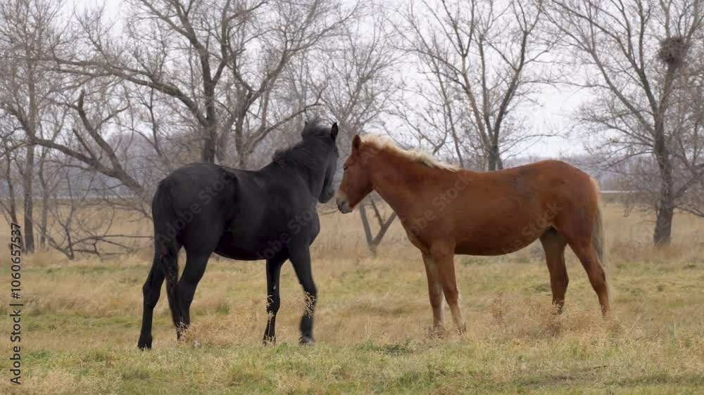 horses walk through the autumn field in the village. A herd of horses is eating grass in the field. Cattle grazing. horses walk through the autumn field in the village. A herd of horses is eating grass in the field. Cattle grazing.