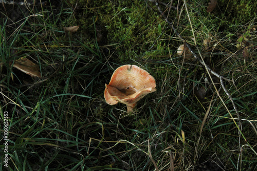 Lactarius deliciosus in the forest photo