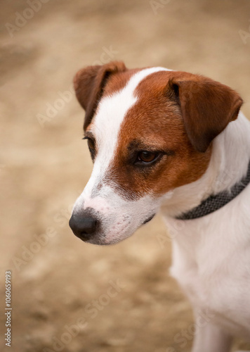 jack russell terrier portrait