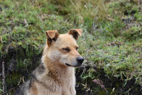 portrait of a dog